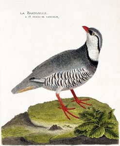 Zoologische Tafel (Ornithologie): Die Bartavelle (Bartavelle-Rebhuhn oder Alectoris graeca). Illustration in „Die Geschichte der Vögel, gemalt in ihren erscheinenden und empfindlichen Aspekten“ von Francois Nicolas Martinet (1731-1800). Private Sammlung.