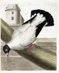 Zoologische Tafel (Ornithologie): Der Kriegstaube (Columba livia). Illustration in „Die Geschichte der Vögel, gemalt in ihren erscheinenden und empfindlichen Aspekten“ von Francois Nicolas Martinet (1731-1800). Private Sammlung. von Francois Nicolas Martinet