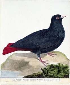 Zoologische Tafel (Ornithologie): Die Madagaskar-Taube (Blauer Founingo oder Alectroenas madagascariensis). Illustration in „Die Geschichte der Vögel, gemalt in ihren erscheinenden und empfindlichen Aspekten“ von Francois Nicolas Martinet (1731-1800). von Francois Nicolas Martinet