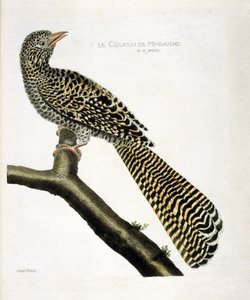 Zoologische Tafel (Ornithologie): Der Kuckuck von Mindanao (Koel-Kuckuck oder Eudynamys scolopacea) auf einem Ast. Illustration in „Die Geschichte der Vögel, gemalt in ihren erscheinenden und empfindlichen Aspekten“ von Francois Nicolas Martinet (1731-1800 von Francois Nicolas Martinet