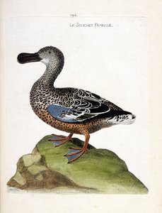 Zoologische Tafel (Ornithologie): Die Löffelente (Anas clypeata). Illustration in „Die Geschichte der Vögel, gemalt in ihren erscheinenden und empfindlichen Aspekten“ von Francois Nicolas Martinet (1731-1800). Private Sammlung. von Francois Nicolas Martinet