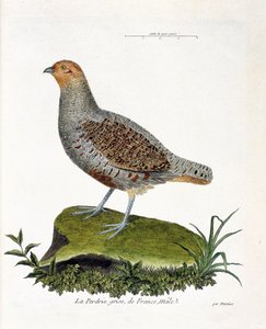 Zoologische Tafel (Ornithologie): Das graue Rebhuhn Frankreichs, männlich (graues Rebhuhn oder Rebhuhn). Illustration in „Die Geschichte der Vögel, gemalt in ihren erscheinenden und empfindlichen Aspekten“ von Francois Nicolas Martinet (1731-1800).