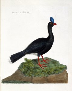Zoologische Tafel (Ornithologie): Der Hocco oder Stein (Hocco ein Stein oder Pauxi pauxi). Illustration in „Die Geschichte der Vögel, gemalt in ihren erscheinenden und empfindlichen Aspekten“ von Francois Nicolas Martinet (1731-1800). Private Sammlung. von Francois Nicolas Martinet