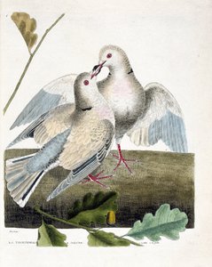 Zoologische Tafel (Ornithologie): Die Nackttaube (rosa und graue Taube oder Streptopelia roseogrisea). Illustration in „Die Geschichte der Vögel, gemalt in ihren erscheinenden und empfindlichen Aspekten“ von Francois Nicolas Martinet (1731-1800).