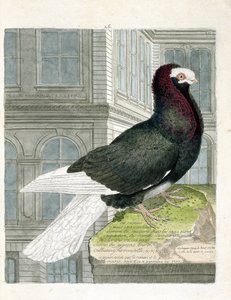 Zoologische Tafel (Ornithologie): Die Nonne oder Kapuzinertaube (Zwergtaube oder Columba livia). Illustration in „Die Geschichte der Vögel, gemalt in ihren erscheinenden und empfindlichen Aspekten“ von Francois Nicolas Martinet (1731-1800).