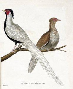 Zoologische Tafel (Ornithologie): Der Fasan hat eine chinesische Stahlhaube und sein Weibchen (Silberfasan oder Lophura nycthemera) auf einem Ast. Illustration in „Die Geschichte der Vögel, gemalt in ihren erscheinenden und empfindlichen Aspekten“ von Fran