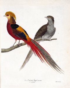 Zoologische Tafel (Ornithologie): Der Fasan von China und sein Weibchen (Goldfasan und Chrysolophus) auf einem Ast. Illustration in „Die Geschichte der Vögel, gemalt in ihrem Erscheinungsbild und empfindlichen Aspekten“ von Francois Nicolas Martinet (1731
