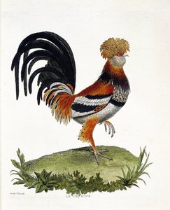 Zoologische Tafel (Ornithologie): Der Hahn (Haushahn oder Gallus gallus). Illustration in „Die Geschichte der Vögel, gemalt in ihren erscheinenden und empfindlichen Aspekten“ von François Nicolas Martinet (1731-1800). Private Sammlung.