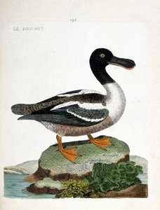 Zoologische Tafel (Ornithologie): Der Löffelente (Anas clypeata). Illustration in „Die Geschichte der Vögel, gemalt in ihren erscheinenden und empfindlichen Aspekten“ von Francois Nicolas Martinet (1731-1800). Private Sammlung. von Francois Nicolas Martinet