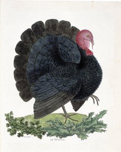 Zoologische Tafel (Ornithologie): Truthahn (Haustruthahn oder Melaeagris gallopavo). Illustration in „Die Geschichte der Vögel, gemalt in ihren erscheinenden und empfindlichen Aspekten“ von Francois Nicolas Martinet (1731-1800) (Gravur)