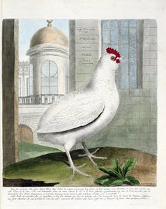 Zoologische Tafel (Ornithologie): Virginia-Huhn oder Hühner ohne Rumpf (Haushuhn iu Gallus gallus). Illustration in „Die Geschichte der Vögel, gemalt in ihren erscheinenden und empfindlichen Aspekten“ von Francois Nicolas Martinet (1731-1800). Private Samm von Francois Nicolas Martinet