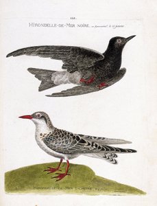 Zoologische Tafel (Ornithologie): Schwarze Seeschwalbe (Chlidonias niger) im Flug und gefleckte Seeschwalbe (Chlidonias hybrida). Illustration in „Die Geschichte der Vögel, gemalt in ihren erscheinenden und empfindlichen Aspekten“ von Francois Nicolas Mart von Francois Nicolas Martinet
