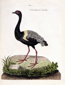 Zoologische Tafel (Ornithologie): Der Trompetervogel (Psophia crepitans). Illustration in „Die Geschichte der Vögel, gemalt in ihren erscheinenden und empfindlichen Aspekten“ von Francois Nicolas Martinet (1731-1800). Private Sammlung. von Francois Nicolas Martinet