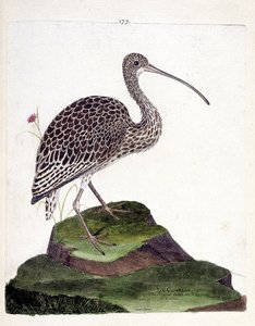 Zoologische Tafel (Ornithologie): Brachvogel (Numenius arquata). Illustration in „Die Geschichte der Vögel“ von Francois Nicolas Martinet (1731-1800). Private Sammlung. von Francois Nicolas Martinet
