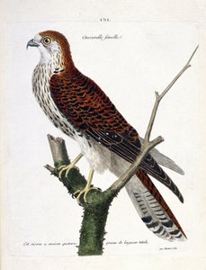 Zoologische Tafel (Ornithologie): weiblicher Turmfalke (Turmfalke oder Falco tinnunculus) auf einem Ast. Illustration in „Die Geschichte der Vögel, gemalt in ihren erscheinenden und empfindlichen Aspekten“ von Francois Nicolas Martinet (1731-1800). Private von Francois Nicolas Martinet