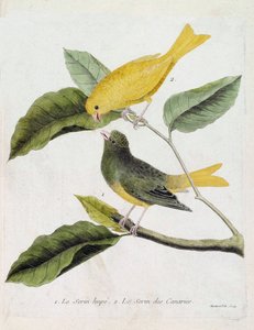 Zoologische Tafel (Ornithologie): von unten nach oben: Der Haubenkanarienvogel (Serinus canaria) und der Kanarienvogel auf einem Ast. Illustration in „Die Geschichte der Vögel, gemalt in ihren erscheinenden und empfindlichen Aspekten“ von Francois Nicolas 