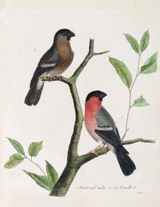 Zoologische Tafel (Ornithologie): von unten nach oben: männlicher und weiblicher Gimpel auf einem Ast. Illustration in „Die Geschichte der Vögel, gemalt in ihren erscheinenden und empfindlichen Aspekten“ von Francois Nicolas Martinet