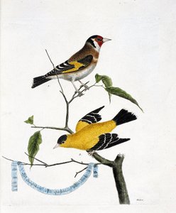 Zoologische Tafel (Ornithologie): von oben nach unten: Der Stieglitz (Stieglitz elegant oder Carduelis carduelis) und der Stieglitz von China (Tarin traurig oder Carduelis tristis) auf einem Ast. Illustration in „Die Geschichte der Vögel, gemalt in ihrem von Francois Nicolas Martinet