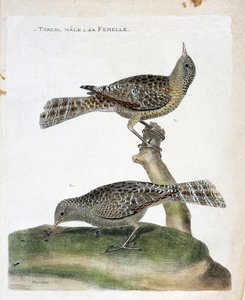 Zoologische Tafel (Ornithologie): Der männliche Wendehals und sein Weibchen (Wendehals oder Jynx torquilla). Illustration in „Die Geschichte der Vögel, gemalt in ihren erscheinenden und empfindlichen Aspekten“ von Francois Nicolas Martinet (1731-1800). Pri