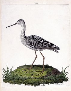 Zoologische Tafel (Ornithologie): Pfuhlschnepfe (Limosa lapponica). Illustration in „Die Geschichte der Vögel, gemalt in ihren erscheinenden und empfindlichen Aspekten“ von Francois Nicolas Martinet (1731-1800). Private Sammlung von Francois Nicolas Martinet