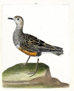 Zoologische Tafel (Ornithologie): Der Kiebitzregenpfeifer (Kiebitzregenpfeifer oder Eudromias morinellus). Illustration in „Die Geschichte der Vögel, gemalt in ihren erscheinenden und empfindlichen Aspekten“ von Francois Nicolas Martinet (1731-1800). von Francois Nicolas Martinet