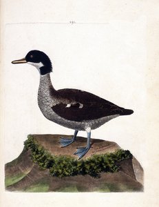 Zoologische Tafel (Ornithologie): Javaente (Graue Ente oder Anas gibberifrons). Illustration in „Die Geschichte der Vögel, gemalt in ihren erscheinenden und empfindlichen Aspekten“ von Francois Nicolas Martinet (1731-1800). von Francois Nicolas Martinet
