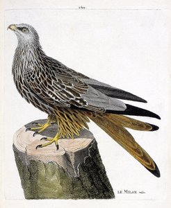 Zoologische Tafel (Ornithologie): Männlicher Milan (Königsmilan oder Milvus milvus). Illustration in „Die Geschichte der Vögel, gemalt in ihren erscheinenden und empfindlichen Aspekten“ von Francois Nicolas Martinet (1731-1800). Private Sammlung von Francois Nicolas Martinet