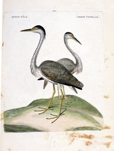 Zoologische Tafel (Ornithologie): Männlicher und weiblicher Reiher (Ardea cinerea). Illustration in „Die Geschichte der Vögel“ von Francois Nicolas Martinet (1731-1800). Private Sammlung.