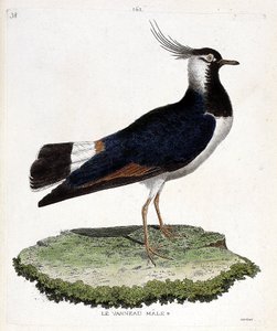 Zoologische Tafel (Ornithologie): Männlicher Kiebitz (Kiebitz oder Vanellus vanellus). Illustration in „Die Geschichte der Vögel, gemalt in ihren erscheinenden und empfindlichen Aspekten“ von Francois Nicolas Martinet (1731-1800). von Francois Nicolas Martinet
