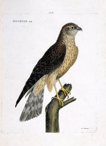 Zoologische Tafel (Ornithologie): Männlicher Kornweihe (Circus cyaneus) auf einem Ast. Illustration in „Die Geschichte der Vögel, gemalt in ihren erscheinenden und empfindlichen Aspekten“ von Francois Nicolas Martinet (1731-1800). Private Sammlung.