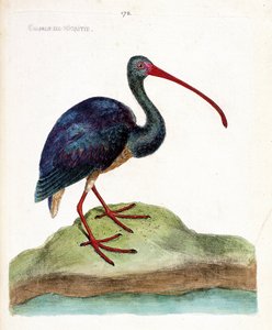 Zoologische Tafel (Ornithologie): Der Braune Sichler (Plegadis falcinellus). Illustration in „Die Geschichte der Vögel, gemalt in ihren erscheinenden und empfindlichen Aspekten“ von Francois Nicolas Martinet (1731-1800). Private Sammlung.