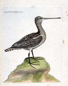 Zoologische Tafel (Ornithologie): Alter männlicher Bekassine (Sumpfbekassine oder Gallinago gallinago). Illustration in „Die Geschichte der Vögel, gemalt in ihren erscheinenden und empfindlichen Aspekten“ von Francois Nicolas Martinet (1731-1800). Private  von Francois Nicolas Martinet