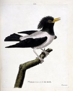 Zoologische Tafel (Ornithologie): Der rosa Star (Rosenstar oder Sturnus roseus) auf einem Ast. Illustration in „Die Geschichte der Vögel, gemalt in ihren erscheinenden und empfindlichen Aspekten“ von Francois Nicolas Martinet (1731-1800). Private Sammlung. von Francois Nicolas Martinet