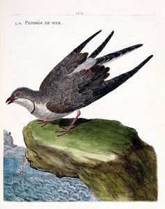 Zoologische Tafel (Ornithologie): Die Rotflügel-Brachschwalbe (Glareola pratincola). Illustration in „Die Geschichte der Vögel, gemalt in ihren erscheinenden und empfindlichen Aspekten“ von Francois Nicolas Martinet (1731-1800). Private Sammlung. von Francois Nicolas Martinet