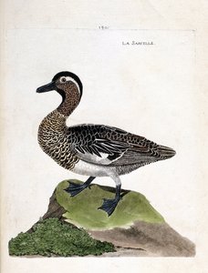 Zoologische Tafel (Ornithologie): Die Knäkente (Anas querquedula). Illustration in „Die Geschichte der Vögel, gemalt in ihren erscheinenden und empfindlichen Aspekten“ von Francois Nicolas Martinet (1731-1800). Private Sammlung. von Francois Nicolas Martinet