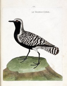 Zoologische Tafel (Ornithologie): Der Silberregenpfeifer (Pluvialis squatarola). Illustration in „Die Geschichte der Vögel, gemalt in ihren erscheinenden und empfindlichen Aspekten“ von Francois Nicolas Martinet (1731-1800). Private Sammlung. von Francois Nicolas Martinet