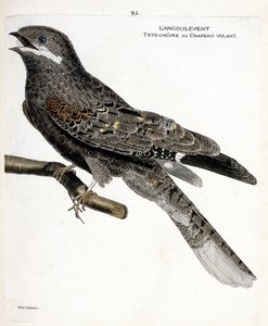 Zoologische Tafel (Ornithologie): Der Ziegenmelker (Europäischer Ziegenmelker oder Caprimulgus europaeus) auf einem Ast. Illustration in „Die Geschichte der Vögel, gemalt in ihren erscheinenden und empfindlichen Aspekten“ von Francois Nicolas Martinet (173 von Francois Nicolas Martinet