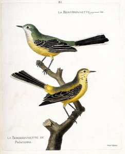 Zoologische Tafel (Ornithologie): Die Bachstelze und die Frühlingsbachstelze (Frühlingsbachstelze oder Motacilla flava) auf einem Ast. Illustration in „Die Geschichte der Vögel, gemalt in ihren erscheinenden und empfindlichen Aspekten“ von Francois Nicolas