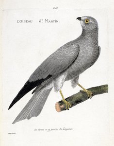 Zoologische Tafel (Ornithologie): der Vogel Sankt Martin (Weißer Weihen oder Circus cyaneus) auf einem Ast. Illustration in „Die Geschichte der Vögel, gemalt in ihren erscheinenden und empfindlichen Aspekten“ von Francois Nicolas Martinet (1731-1800). Priv von Francois Nicolas Martinet