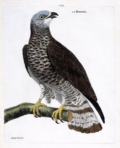 Zoologische Tafel (Ornithologie): Die Wespenbussard (Wespenbussard oder Pernis apivorus) auf einem Ast. Illustration in „Die Geschichte der Vögel, gemalt in ihren erscheinenden und empfindlichen Aspekten“ von Francois Nicolas Martinet (1731-1800). von Francois Nicolas Martinet