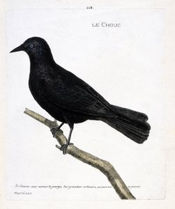 Zoologische Tafel (Ornithologie): Die Dohle (Dohle der Türme oder Corvus monedula) auf einem Ast. Illustration in „Die Geschichte der Vögel, gemalt in ihren erscheinenden und empfindlichen Aspekten“ von Francois Nicolas Martinet (1731-1800).
