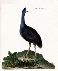 Zoologische Tafel (Ornithologie): Der Kasuar (Casuarius casuarius). Illustration in „Die Geschichte der Vögel, gemalt in ihren erscheinenden und empfindlichen Aspekten“ von Francois Nicolas Martinet (1731-1800). Private Sammlung
