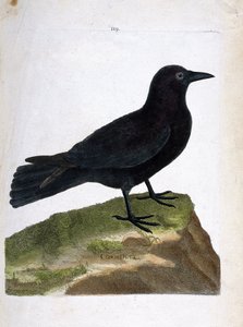Zoologische Tafel (Ornithologie): Die Krähe (Corvus corone). Illustration in „Die Geschichte der Vögel“ von Francois Nicolas Martinet (1731-1800). Private Sammlung.