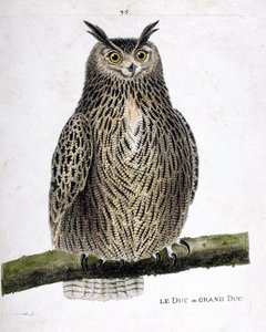 Zoologische Tafel (Ornithologie): Der Uhu (Bubo bubo) auf einem Ast. Illustration in „Die Geschichte der Vögel, gemalt in ihren erscheinenden und empfindlichen Aspekten“ von Francois Nicolas Martinet (1731-1800). Private Sammlung.