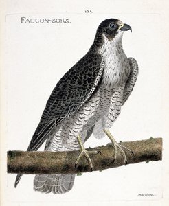 Zoologische Tafel (Ornithologie): Der Wanderfalke (Falco peregrinus) auf einem Ast. Illustration in „Die Geschichte der Vögel, gemalt in ihren erscheinenden und empfindlichen Aspekten“ von Francois Nicolas Martinet (1731-1800). Private Sammlung. von Francois Nicolas Martinet