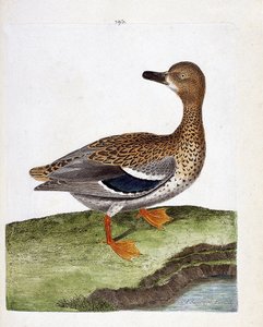 Zoologische Tafel (Ornithologie): Weibliche Wildente (Stockente oder Anas platyrhynchos). Illustration in „Die Geschichte der Vögel, gemalt in ihren erscheinenden und empfindlichen Aspekten“ von Francois Nicolas Martinet (1731-1800). Private Sammlung. von Francois Nicolas Martinet