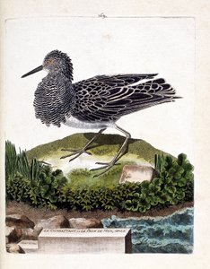 Zoologische Tafel (Ornithologie): Der Kampfläufer oder der männliche Seehahn (Philomachus pugnax). Illustration in „Die Geschichte der Vögel, gemalt in ihren erscheinenden und empfindlichen Aspekten“ von Francois Nicolas Martinet (1731-1800). Private Samml von Francois Nicolas Martinet