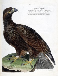 Zoologische Tafel (Ornithologie): Der Steinadler (Aquila chrysaetos). Illustration in „Die Geschichte der Vögel, gemalt in ihren erscheinenden und empfindlichen Aspekten“ von Francois Nicolas Martinet (1731-1800). Private Sammlung. von Francois Nicolas Martinet