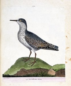 Zoologische Tafel (Ornithologie): Der Graue Strandläufer (Purpurstrandläufer oder Calidris maritima). Illustration in „Die Geschichte der Vögel, gemalt in ihren erscheinenden und empfindlichen Aspekten“ von Francois Nicolas Martinet (1731-1800). von Francois Nicolas Martinet