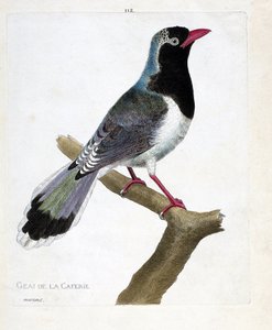 Zoologische Tafel (Ornithologie): Die Kaffeeschmiede (Rotbeakige Pirolla oder Urocissa erythrorhyncha). Illustration in „Die Geschichte der Vögel, gemalt in ihren erscheinenden und empfindlichen Aspekten“ von Francois Nicolas Martinet (1731-1800). Private  von Francois Nicolas Martinet